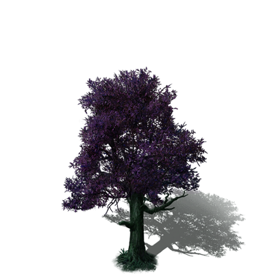 Jacarandá
