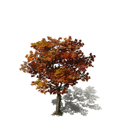Roble