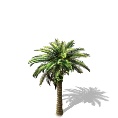 Palmera